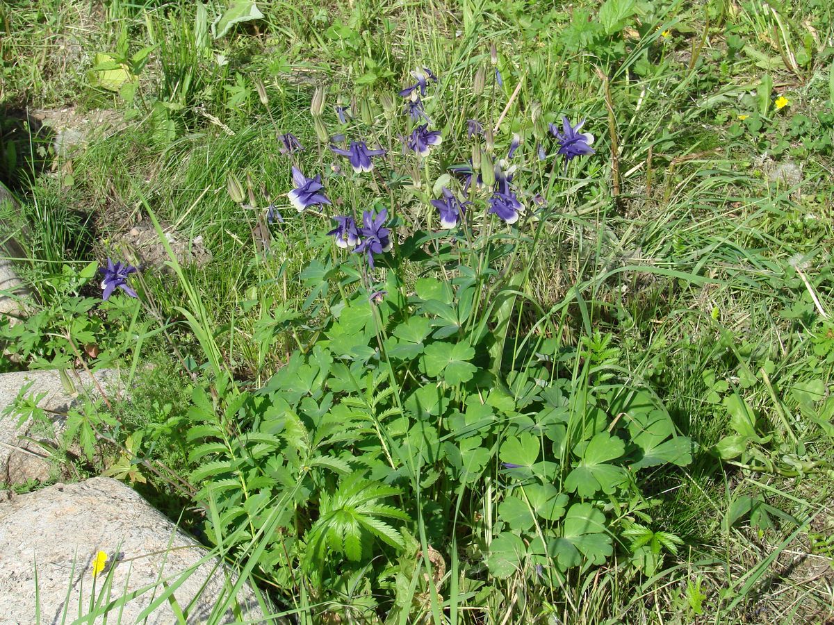 Изображение особи Aquilegia sibirica.