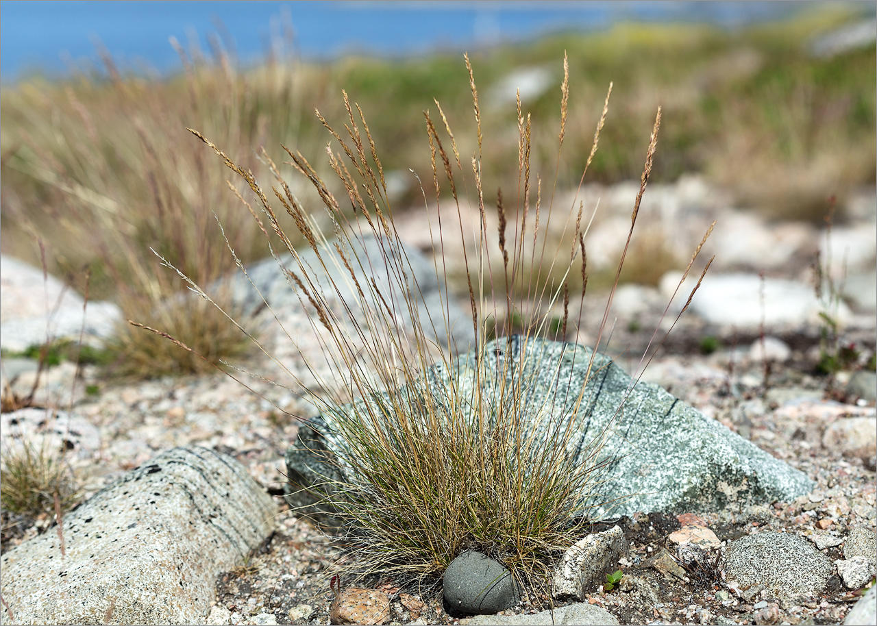 Image of Festuca ovina specimen.