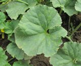 Melo sativus