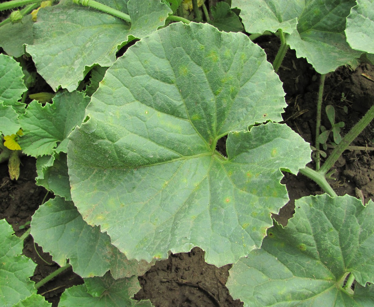 Image of Melo sativus specimen.