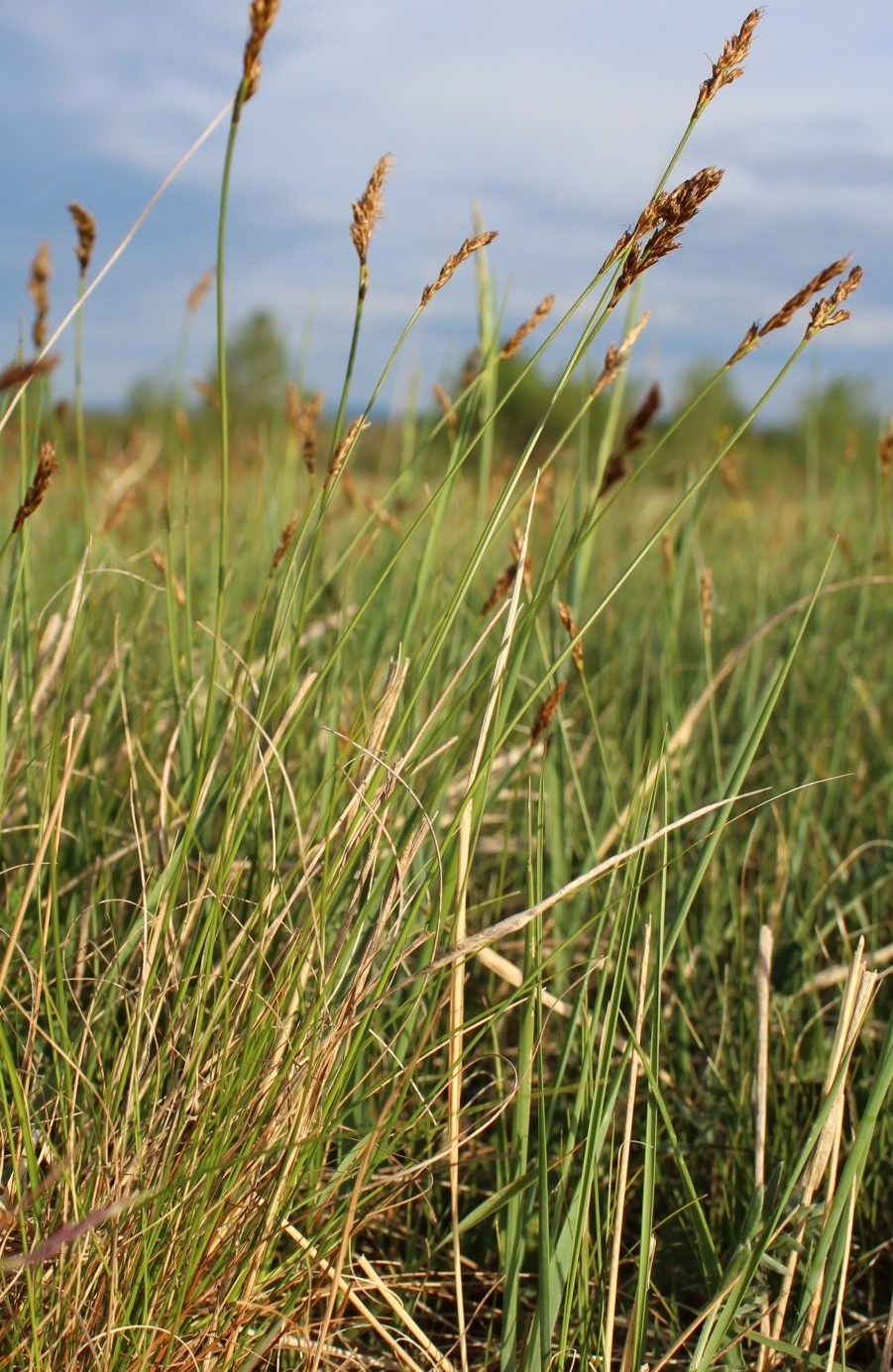 Изображение особи Kobresia filifolia.