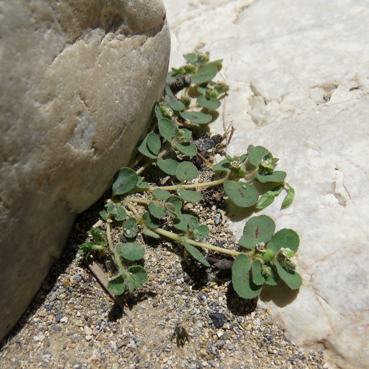 Изображение особи Euphorbia canescens.