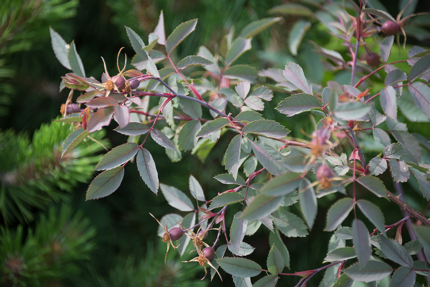 Image of Rosa glauca specimen.