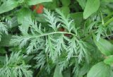 Pyrethrum coccineum. Лист. Санкт-Петербург, клумба. 15 июня 2010 г.