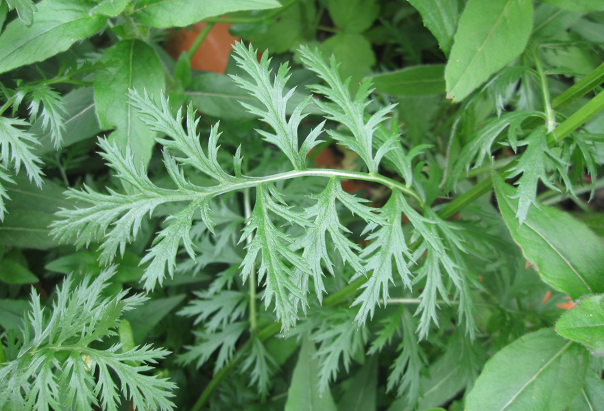 Image of Pyrethrum coccineum specimen.