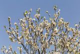 Amygdalus communis