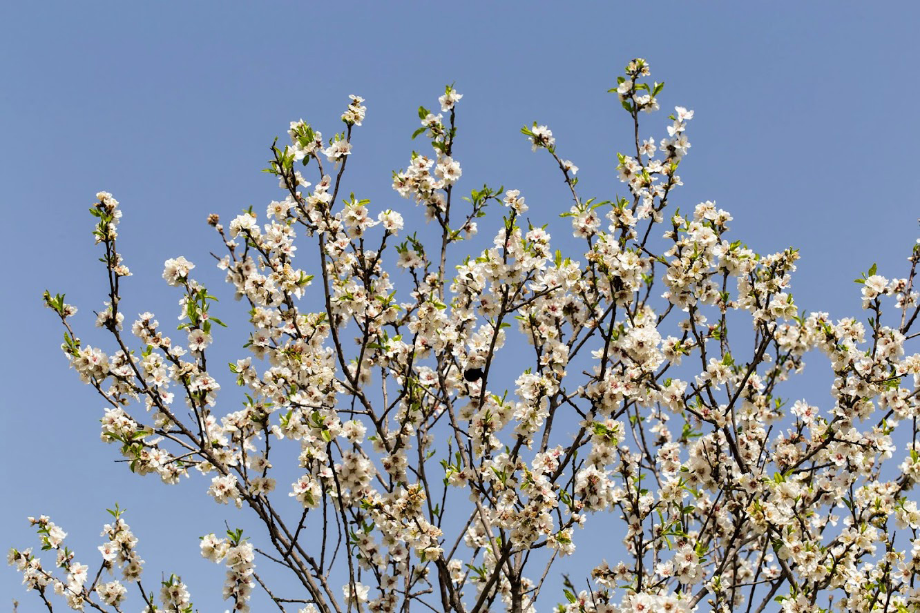 Изображение особи Amygdalus communis.