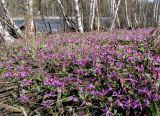 Erythronium sajanense