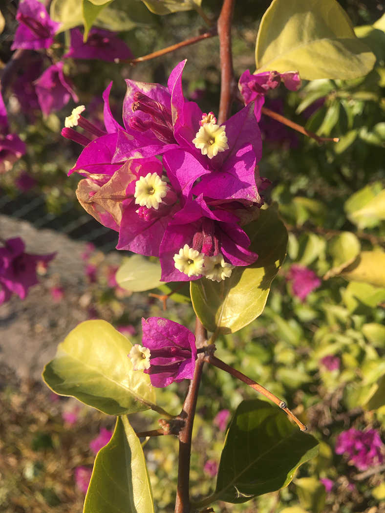 Изображение особи род Bougainvillea.