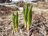 Veratrum oxysepalum