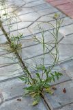 Sisymbrium irio