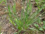 Anthericum ramosum