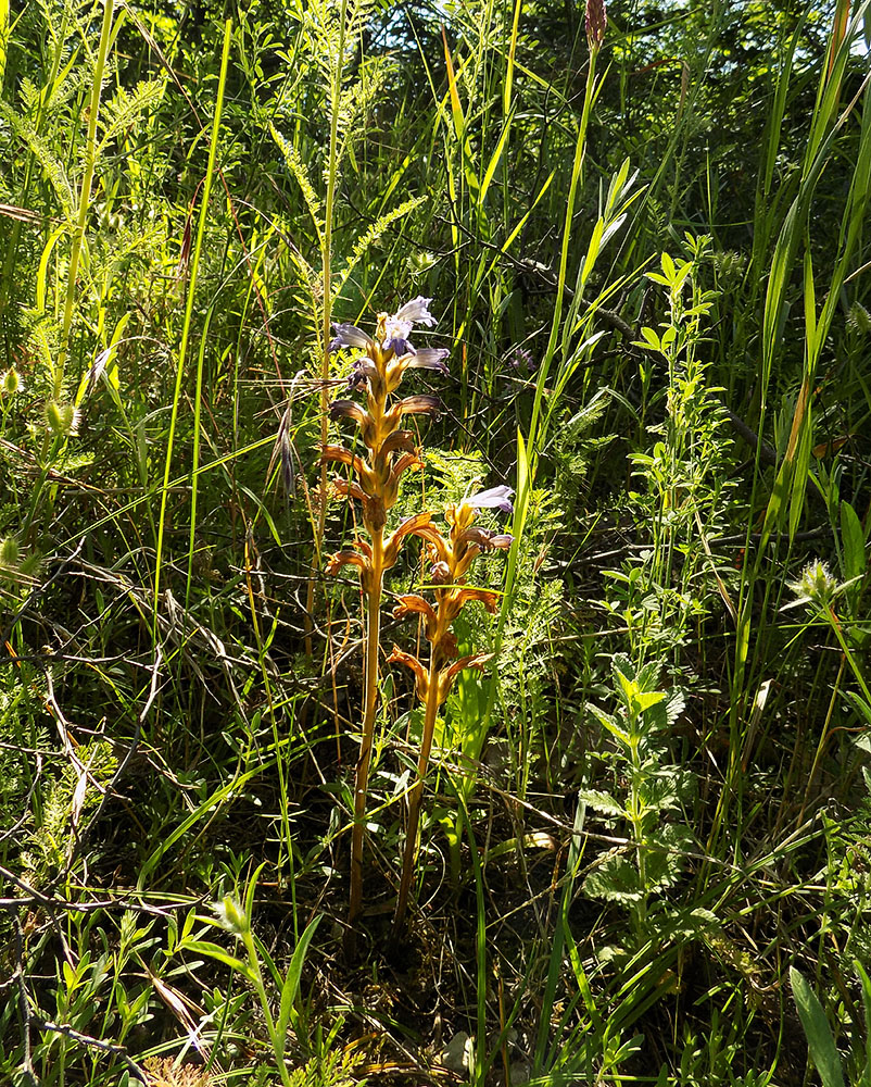 Image of Phelipanche purpurea specimen.