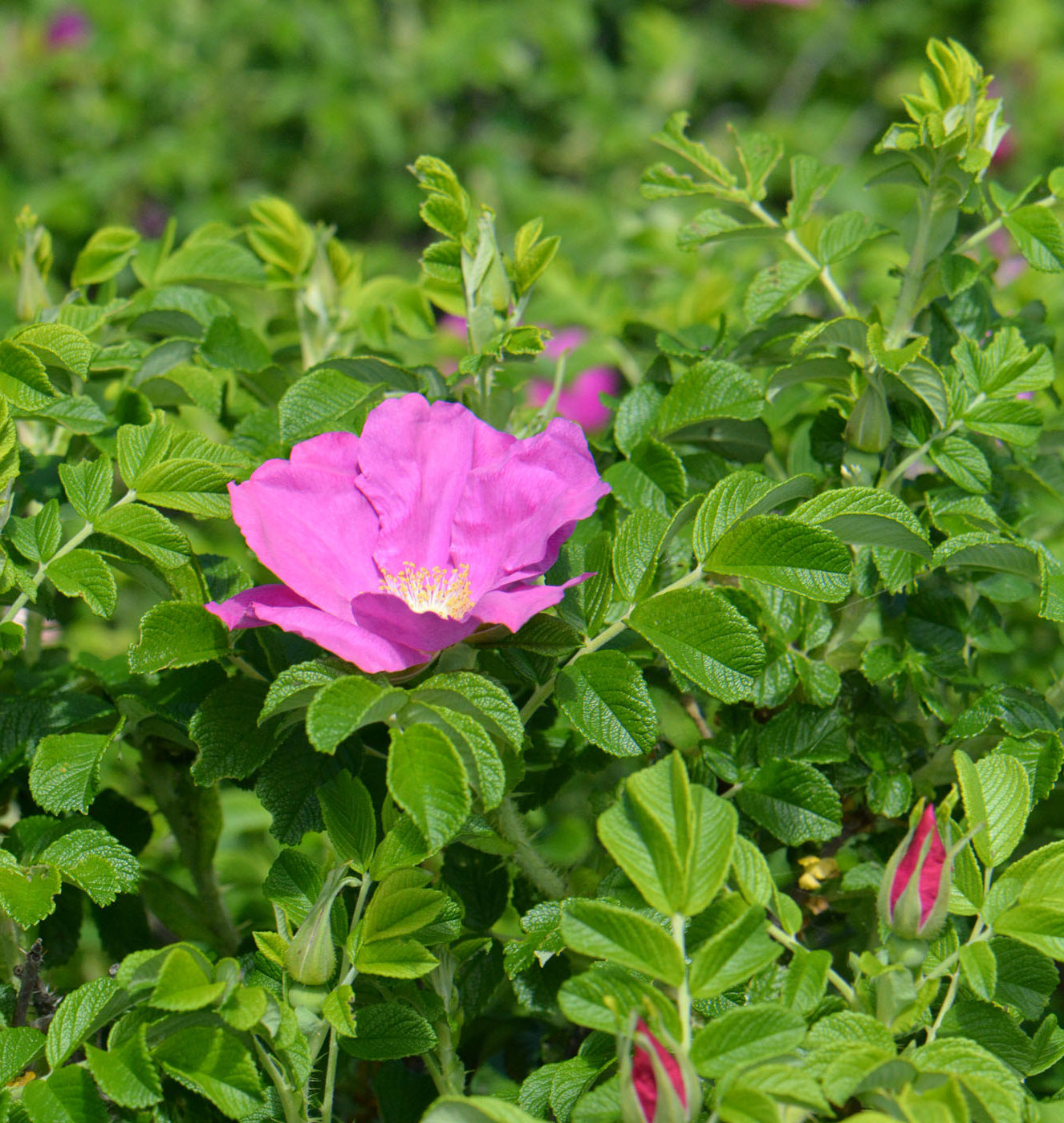 Image of Rosa rugosa specimen.