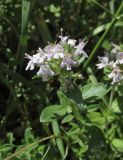 Thymus collinus. Верхушка побега с соцветием (Thymus armeniacus). Дагестан, Магарамкентский р-н, окр. с. Гарах, каменистое дно степной балки. 4 июня 2019 г.