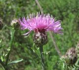 Centaurea ossethica