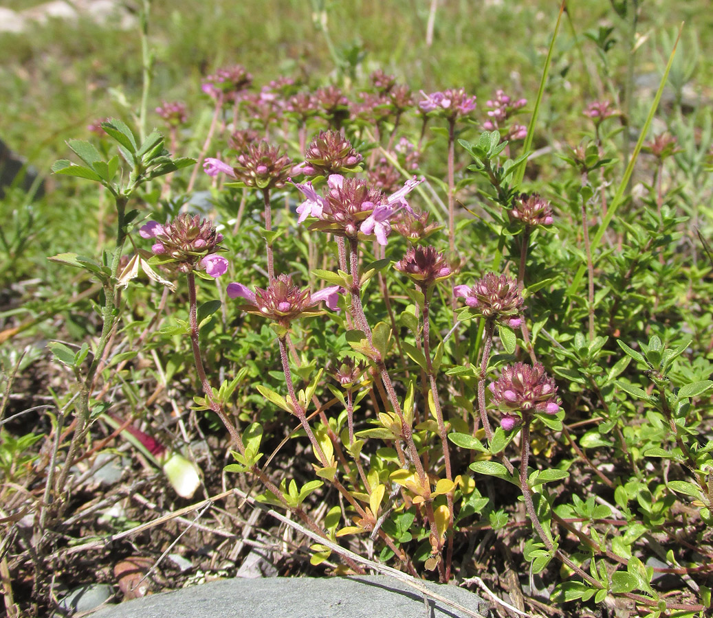 Изображение особи род Thymus.