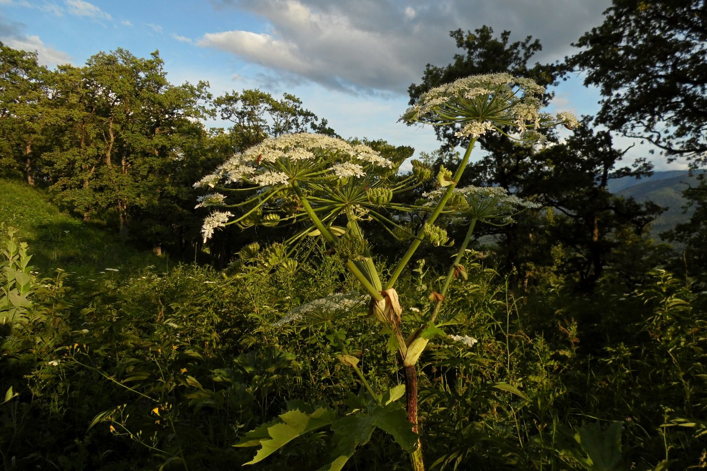 Image of Heracleum sosnowskyi specimen.
