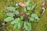 Rumex acetosa