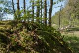 Polypodium vulgare. Спороносящее растение на замшелом валуне. Ленинградская обл., Кингисеппский р-н, окр. дер. Урмизно близ охоторыболовной базы \"Динамо\", смешанный елово-лиственный лес с участием широколиственных пород. 18.05.2019.