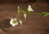 Cerastium davuricum