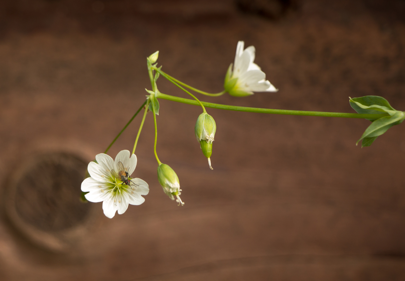 Изображение особи Cerastium davuricum.