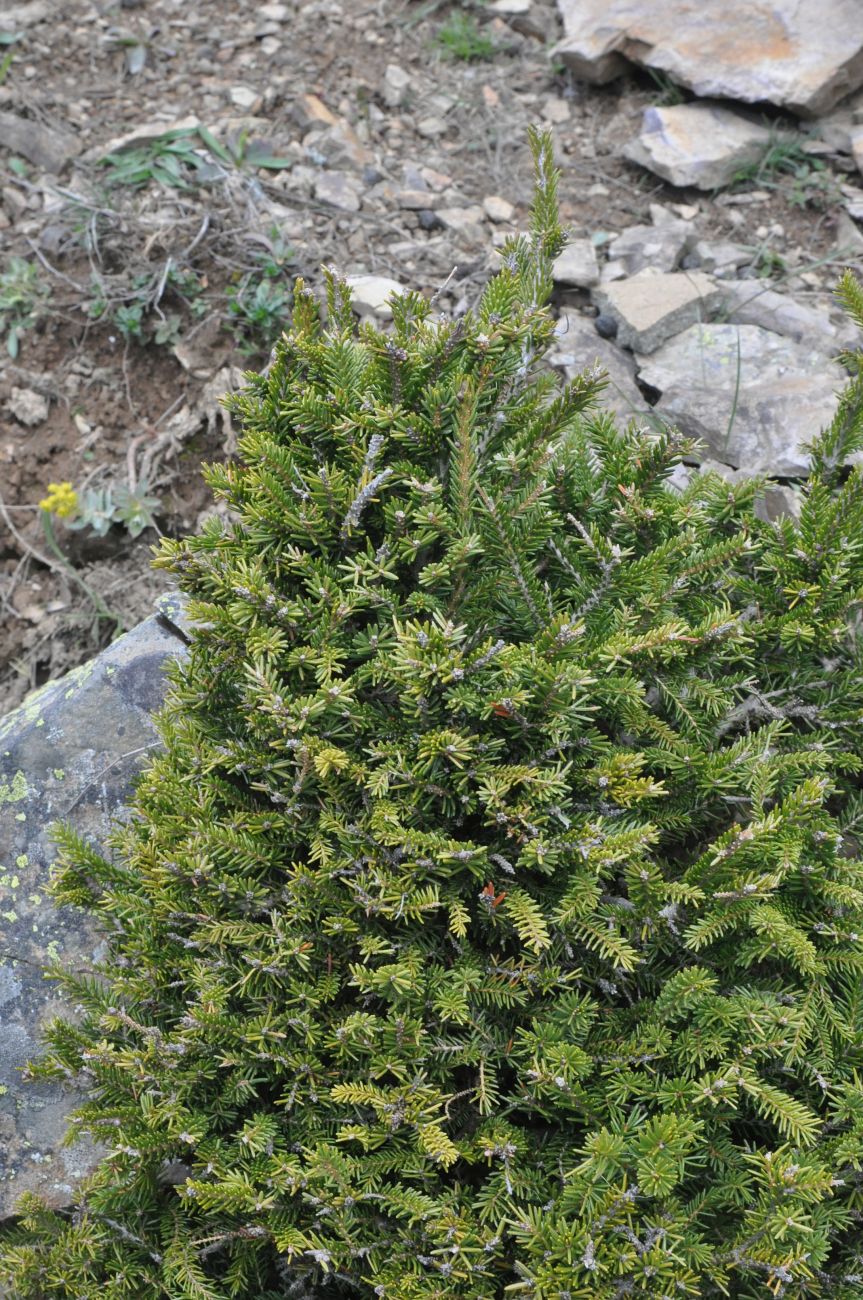 Image of Picea orientalis specimen.