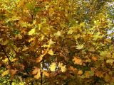 Quercus robur. Ветви с \"осенней\" листвой. Санкт-Петербург, Выборгский р-н, Шуваловский парк, в подлеске. 30.09.2019.