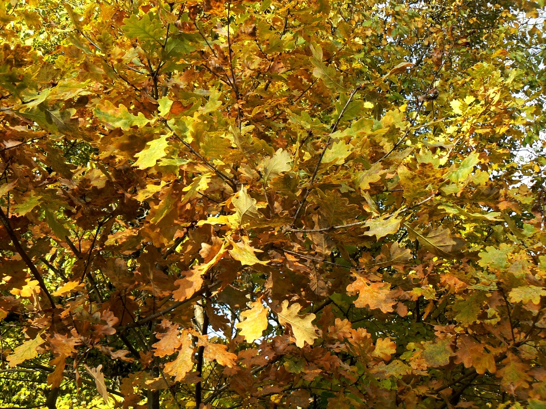 Изображение особи Quercus robur.