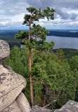 Pinus sylvestris. Взрослое дерево. Челябинская обл., Верхнеуфалейский гор. округ, гора Аракуль, ≈ 500 м н.у.м., расщелина в скале. 02.08.2019.