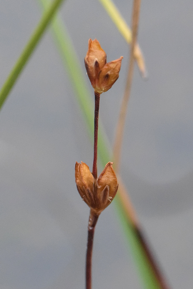 Изображение особи Juncus stygius.