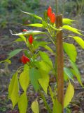 Capsicum annuum