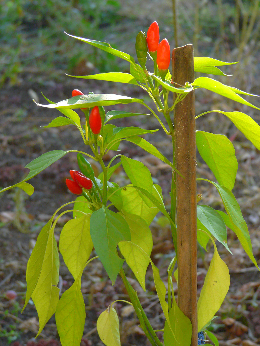 Изображение особи Capsicum annuum.