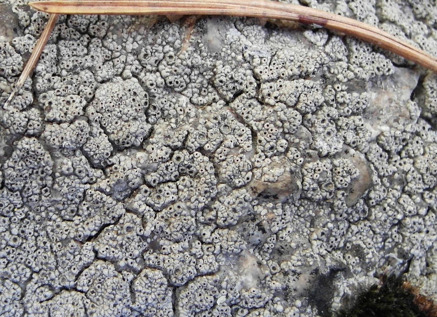 Image of Diploschistes scruposus specimen.