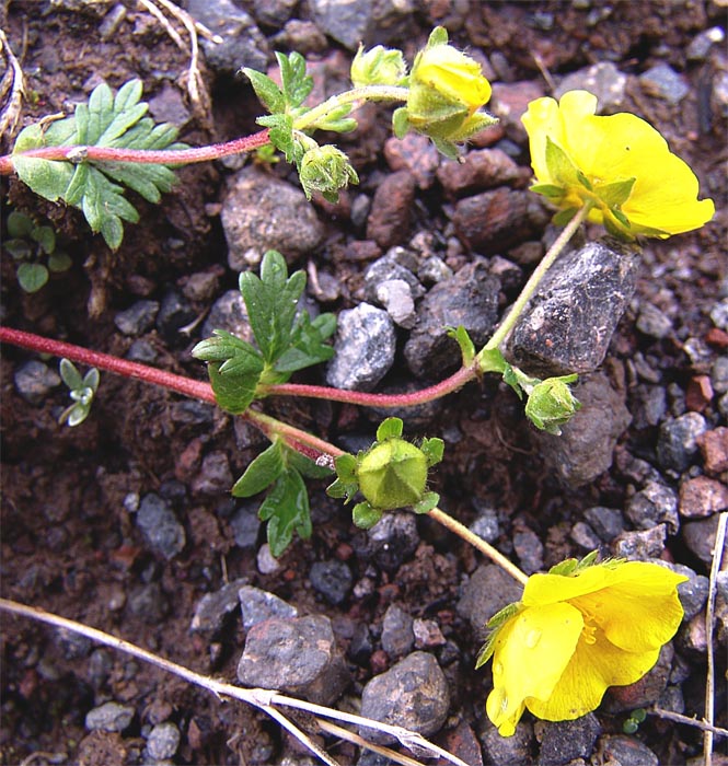 Изображение особи Potentilla gelida.