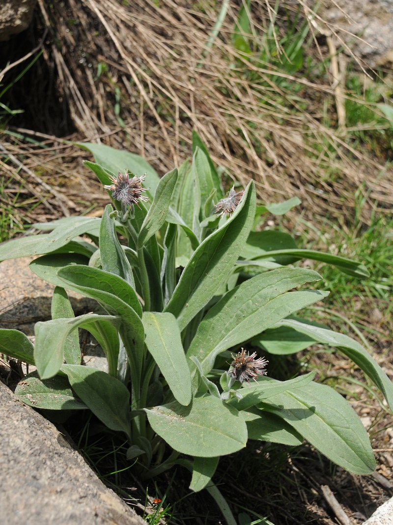 Image of Solenanthus karateginus specimen.