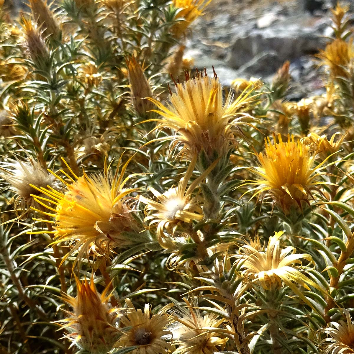 Изображение особи Chuquiraga atacamensis.