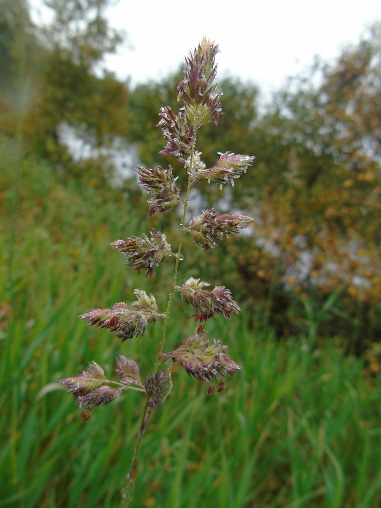 Изображение особи Phalaroides arundinacea.