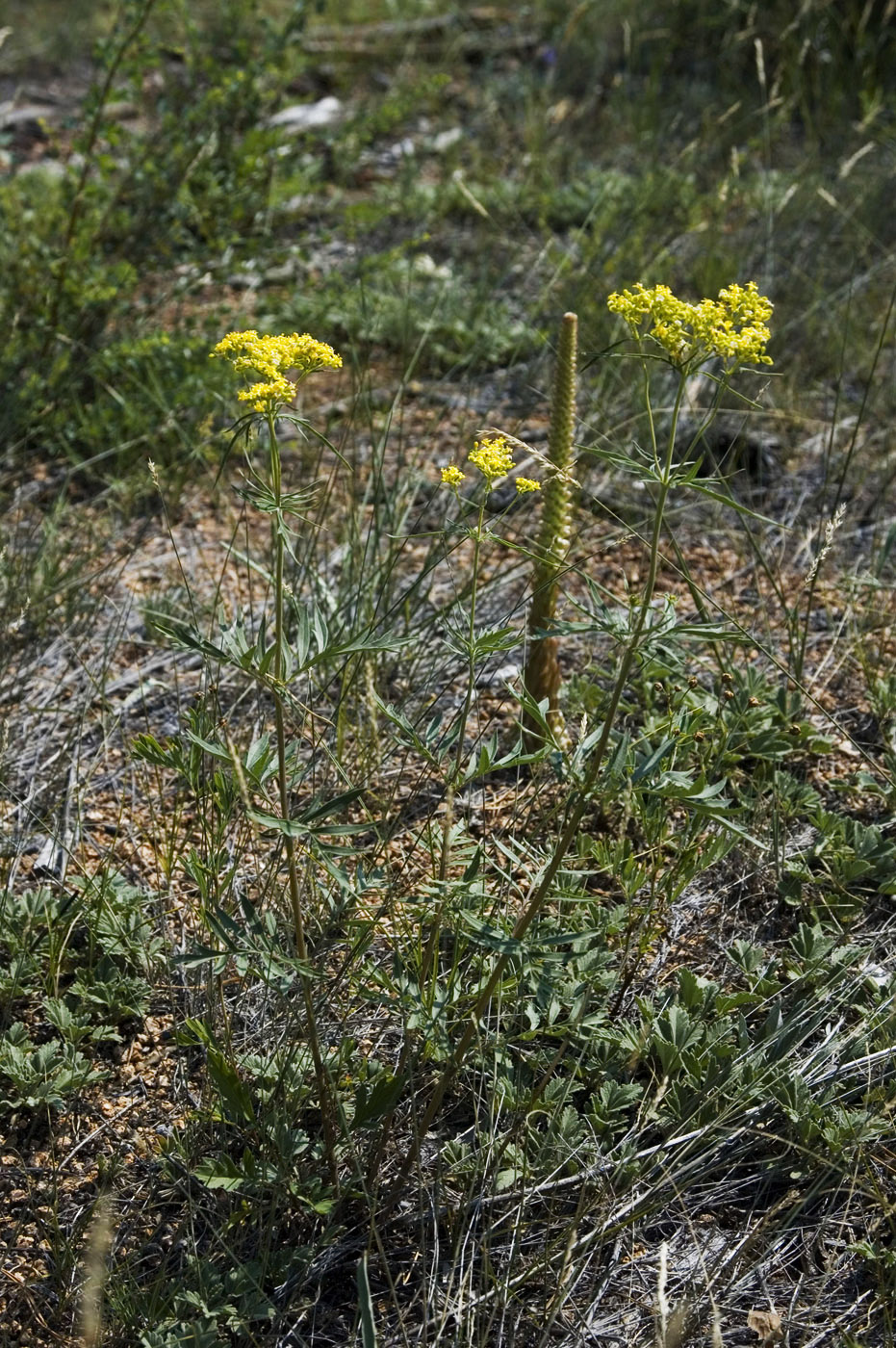 Изображение особи Patrinia rupestris.