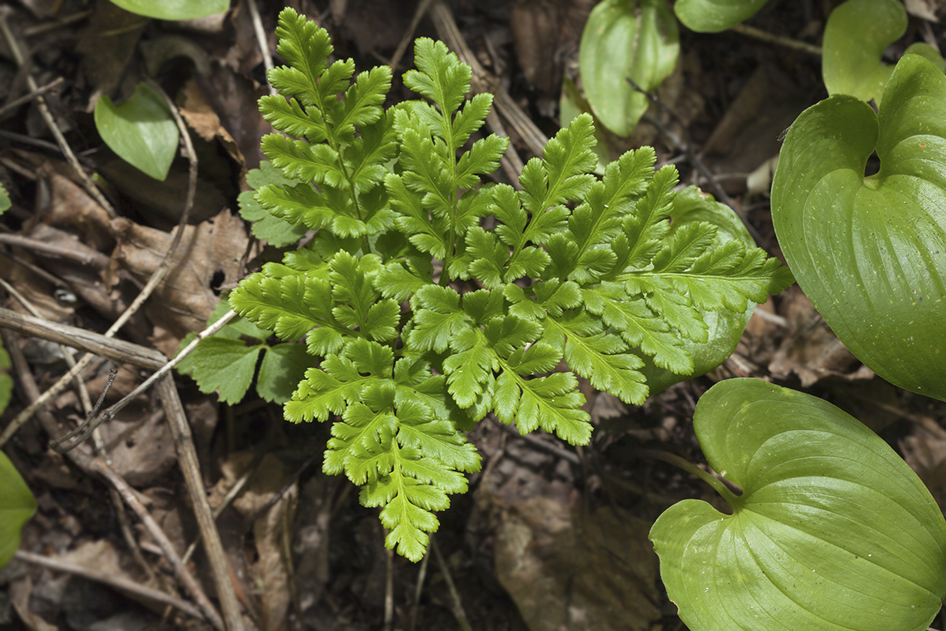 Изображение особи Botrychium robustum.