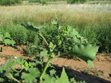Xanthium orientale
