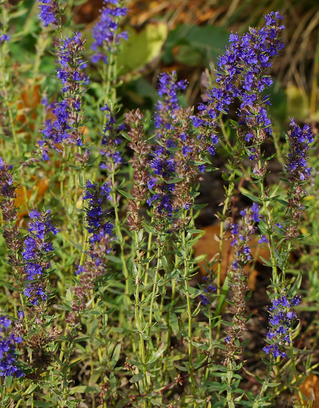 Image of Hyssopus officinalis specimen.