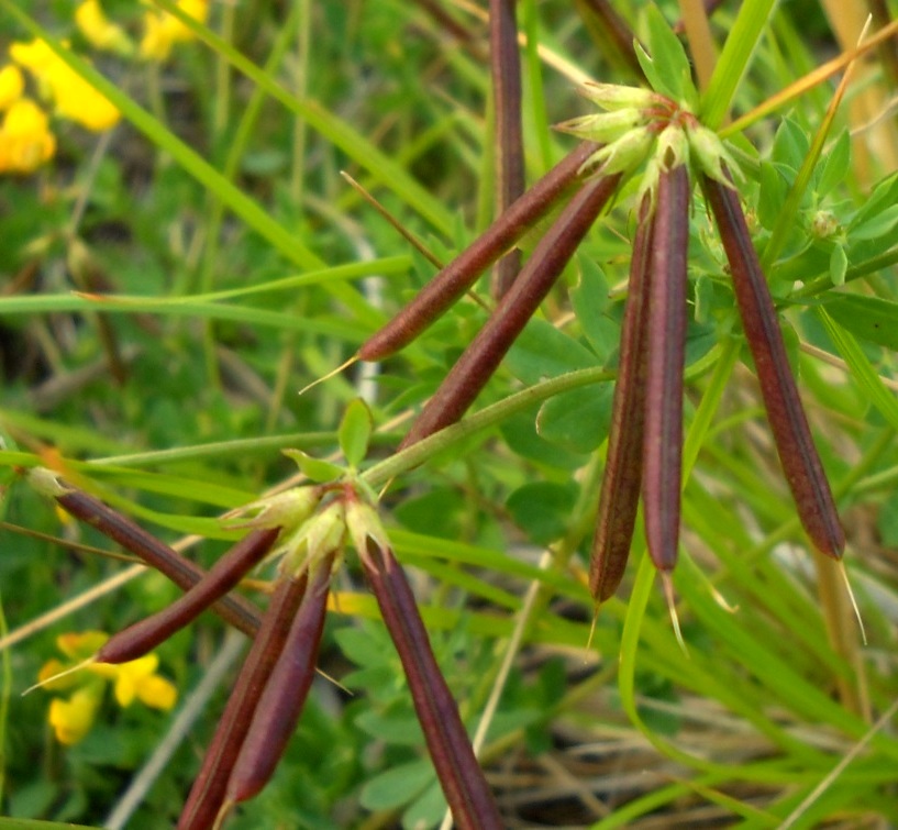 Image of Lotus komarovii specimen.