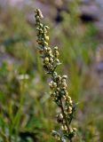 Artemisia latifolia. Соцветие. Челябинская обл., Кыштымский гор. округ, гора Сугомак, ≈ 600 м н.у.м., луг. 04.08.2019.