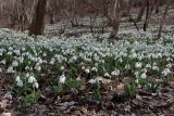 Galanthus plicatus