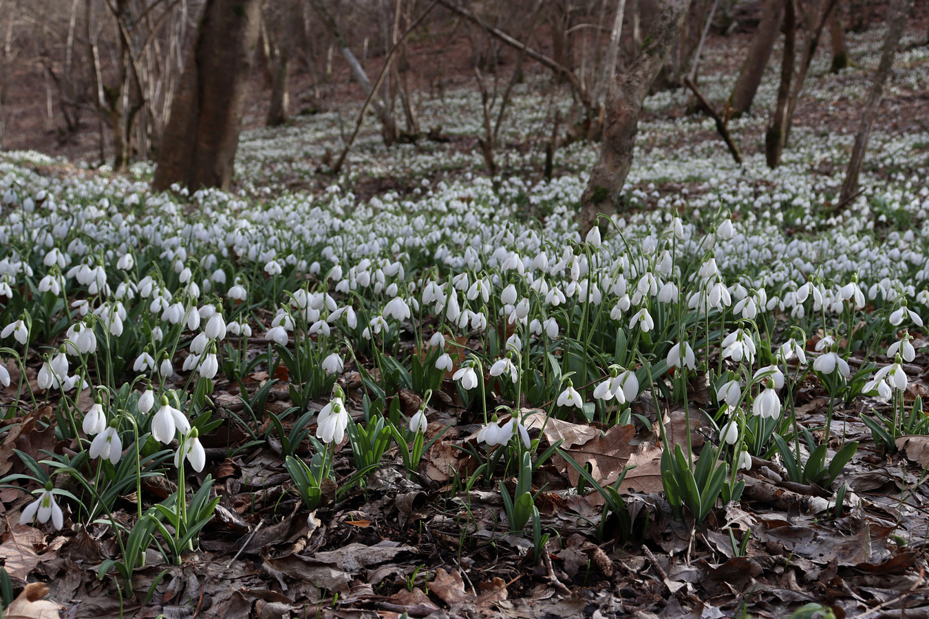 Изображение особи Galanthus plicatus.