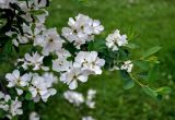 род Exochorda. Верхушка ветви с соцветиями. Москва, ботанический сад МГУ \"Аптекарский огород\", в культуре. 26.05.2019.