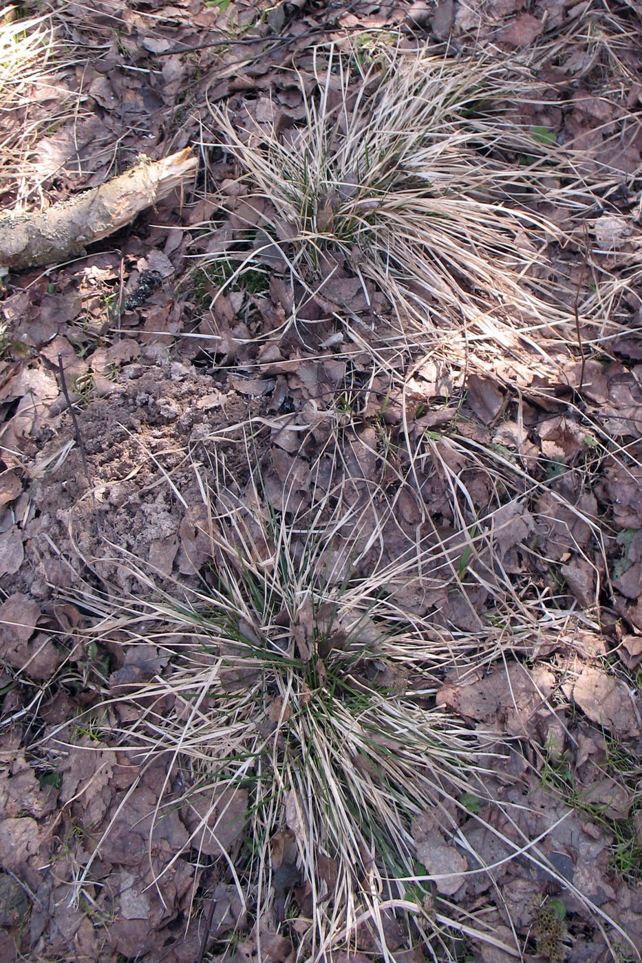 Изображение особи Deschampsia cespitosa.