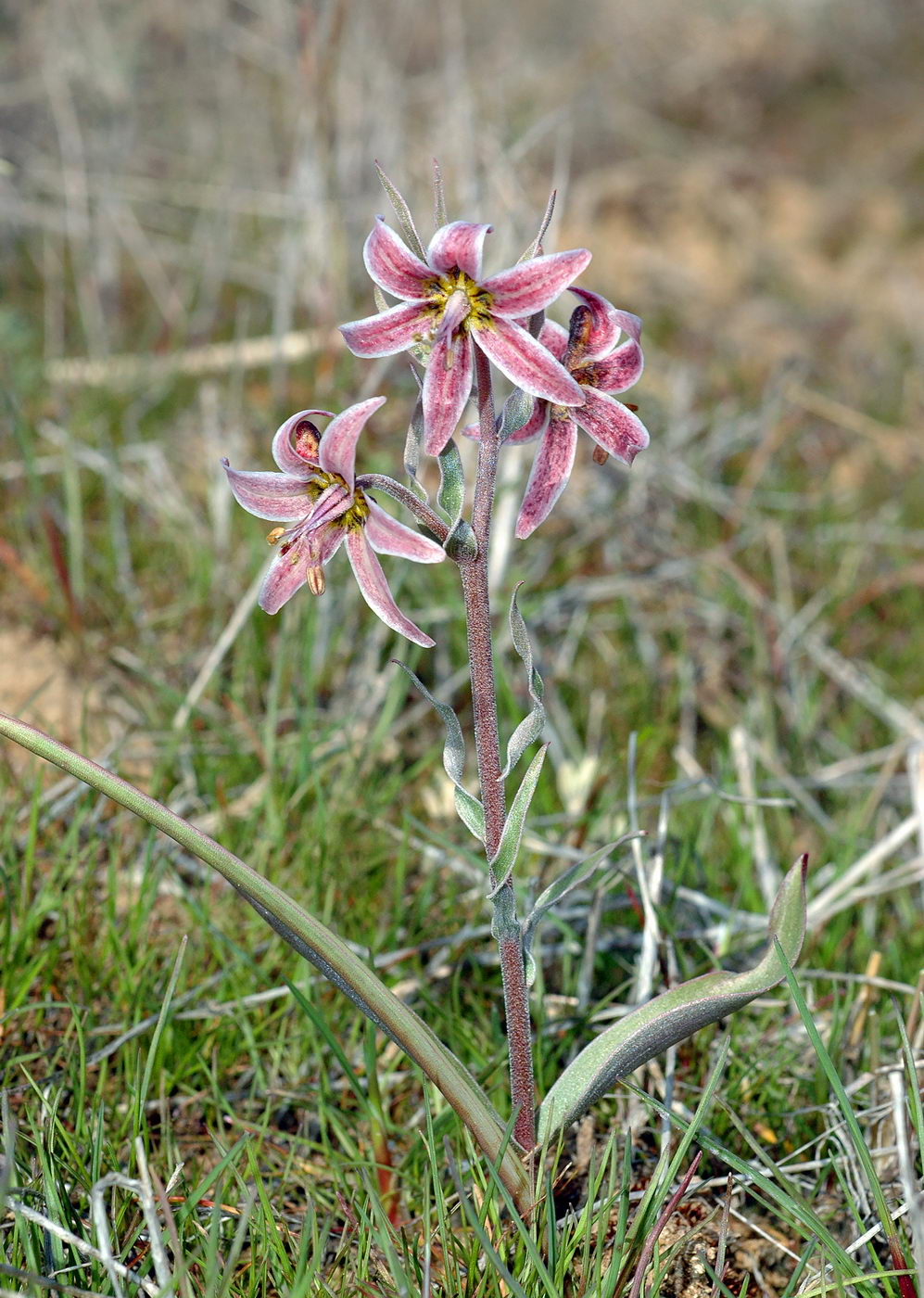 Изображение особи Rhinopetalum karelinii.