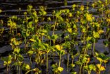 Petasites spurius